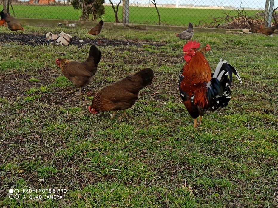 Liliputki karzełki polskie karzełek drób ozdobny kura