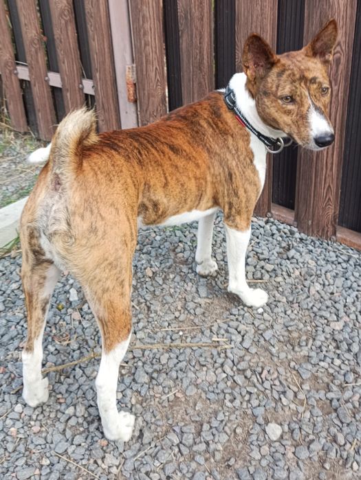 Пес басенджі для в`язки.