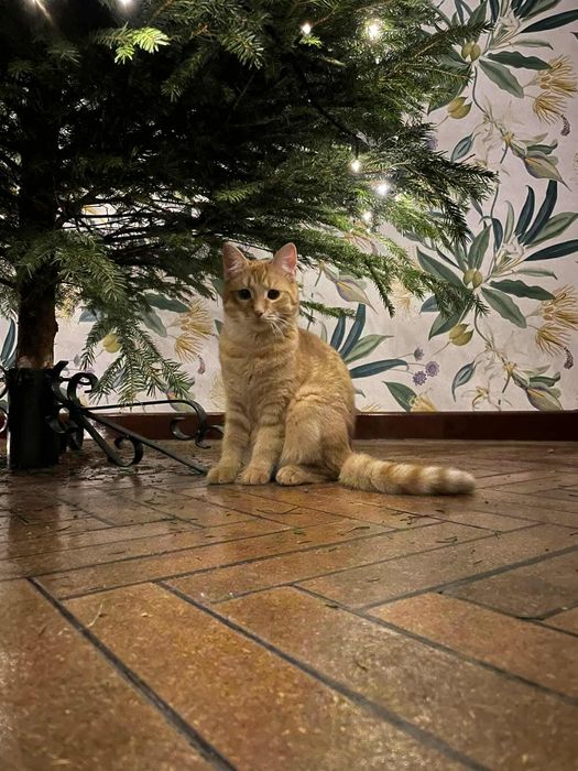 Rudasek Ignacy szuka domu