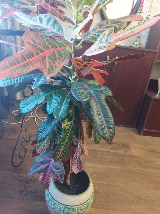 Кротон 111 см без горшка