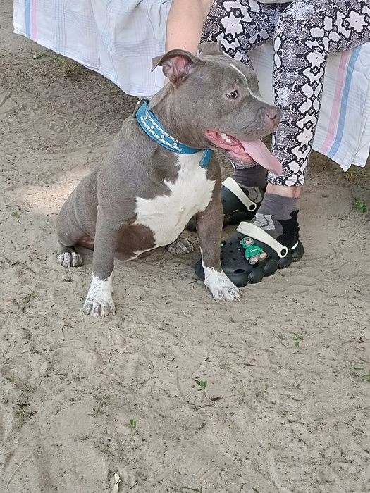 Подрощенные девочки Американский Булли