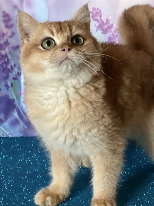 Британський котик 4 міс bri ny 11