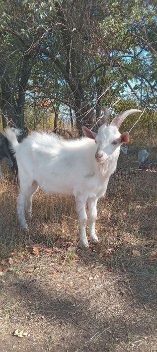 Продам козлика срочно
