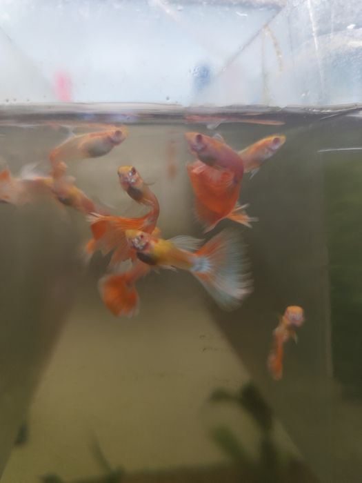 Guppy sky red albinos