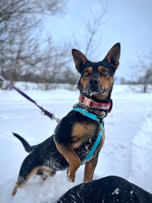 Mały Roki szuka domku!!