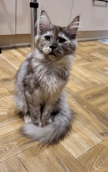 Piękna koteczka MCO