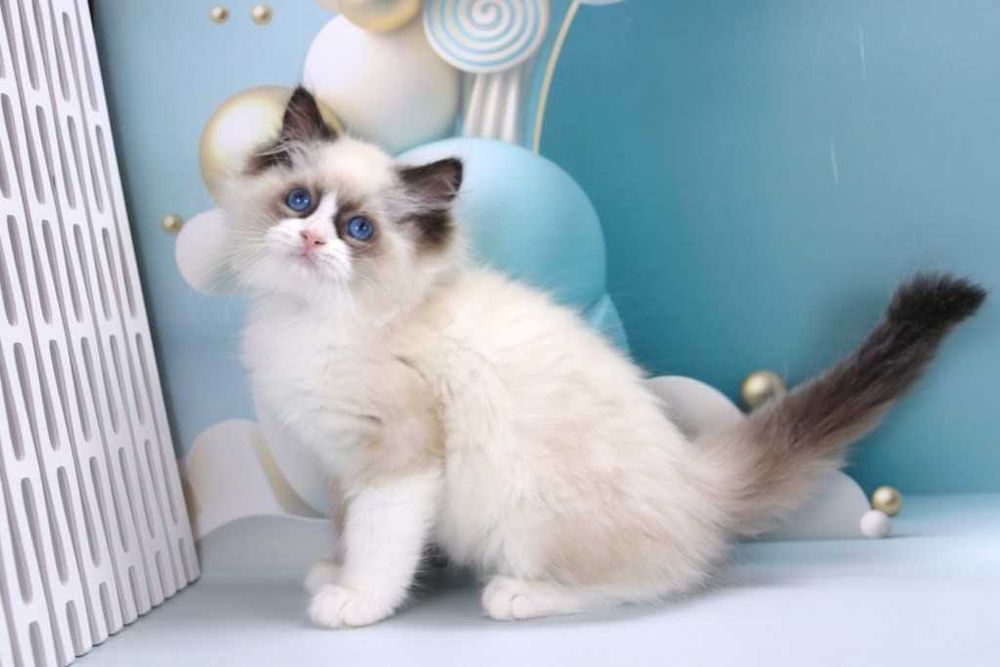 RAGDOLL  -Маленький аристократ у забарвленні Seal Bicolor