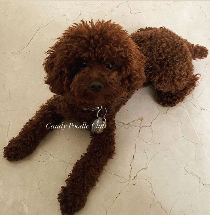 Pudel toy malutka xs suczka dziewczynka red brown azjatycka