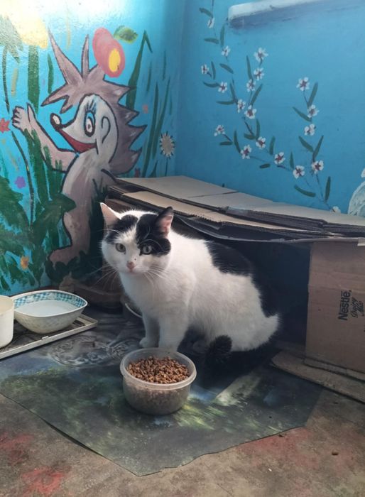 Отдам черно-белого кота, 2 года