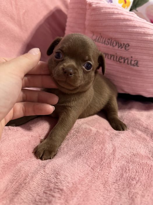 Dziewczynka chihuahua krótkowłosa