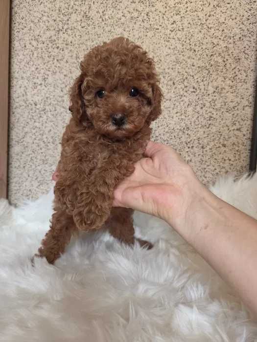 Poodle red disponível