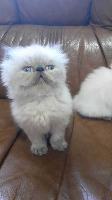 Gatinho Persa colorpoint