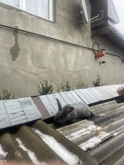 Полтавське срібло. Кріль.