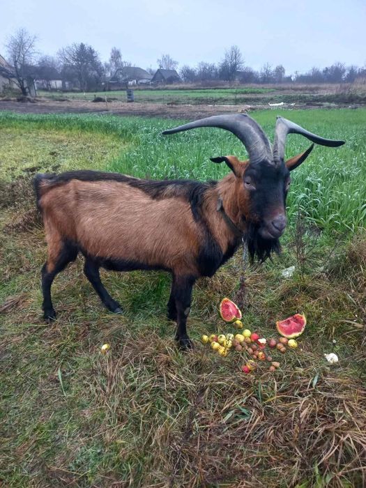 Продам альпійського цапа ( козла)