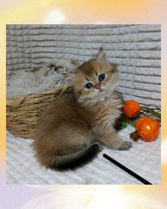 Шикарний пухнастий красунчик Золота Шиншила британчик