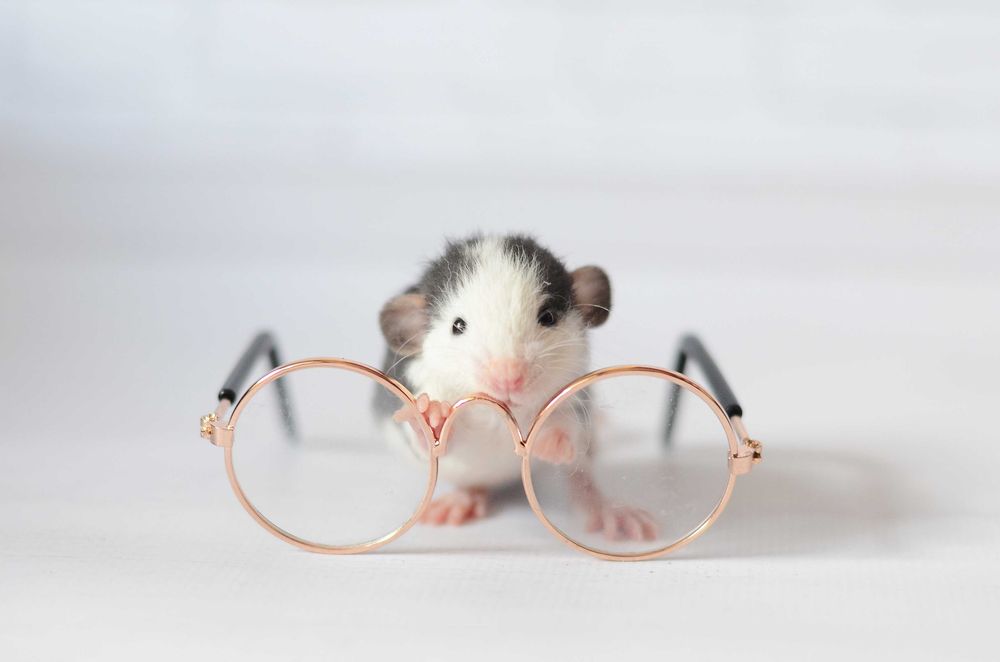 декоративные крысы. уши дамбо и стандарт,шерсть рекс кудрявая, фазз