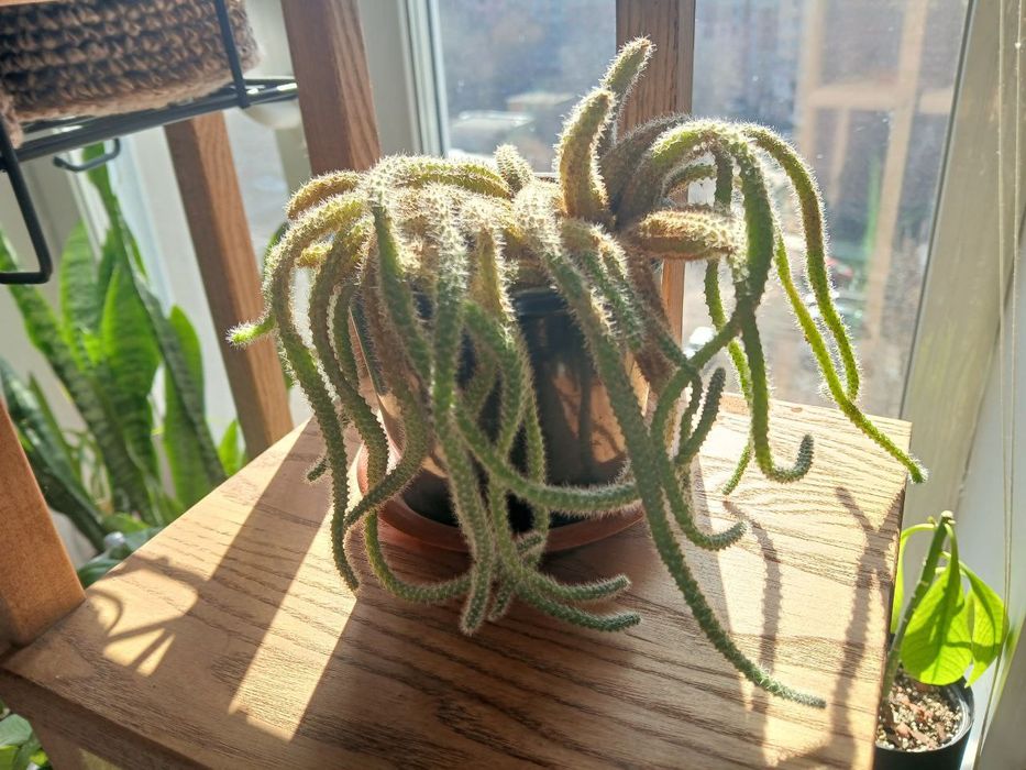 Апоракактус плетевидний