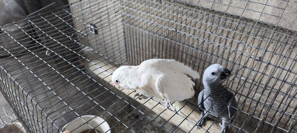 Cacatua goffini para acabar de criar a mão