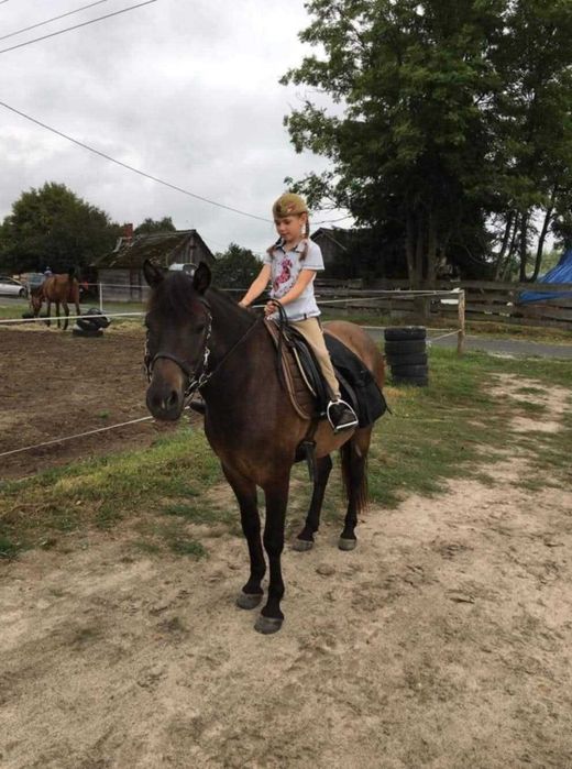 Wałach Huculski Cytryn