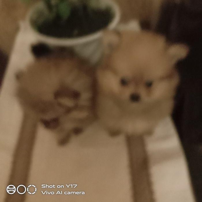 Хлопчики. Померанський шпіц.