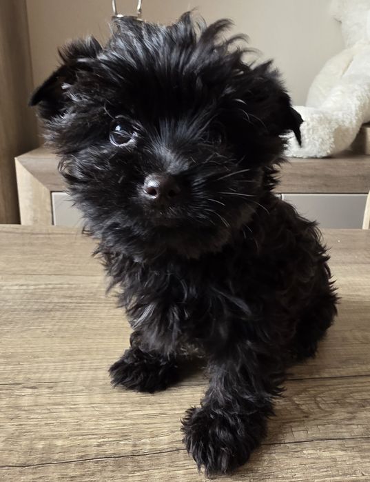 Cudna dziewczynka york