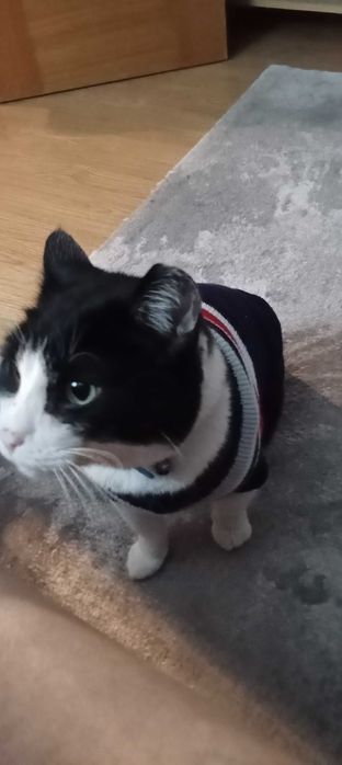 Gatinho adulto para adoção