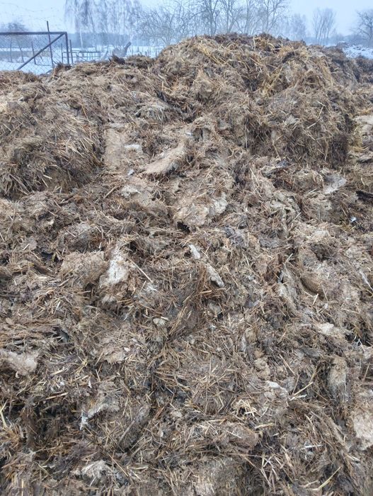 Obornik indyczy 2,5 raza mocniejszy niż kurzak