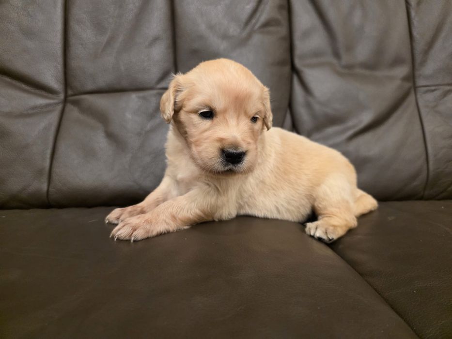 Golden Retriever Suczka