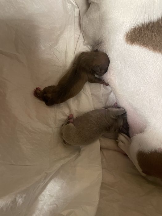 Продам цуценят породи чіахуахуа