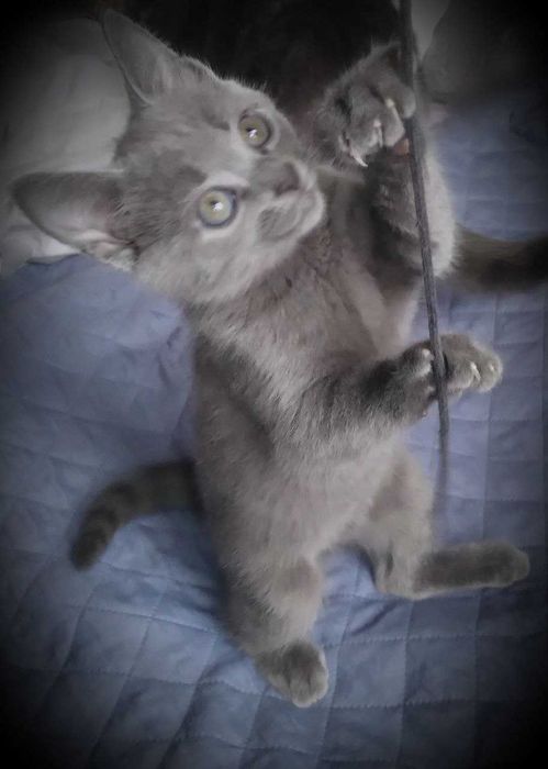 Кошеня російської блакитної породи (10 тижнів, 17.10.2025)