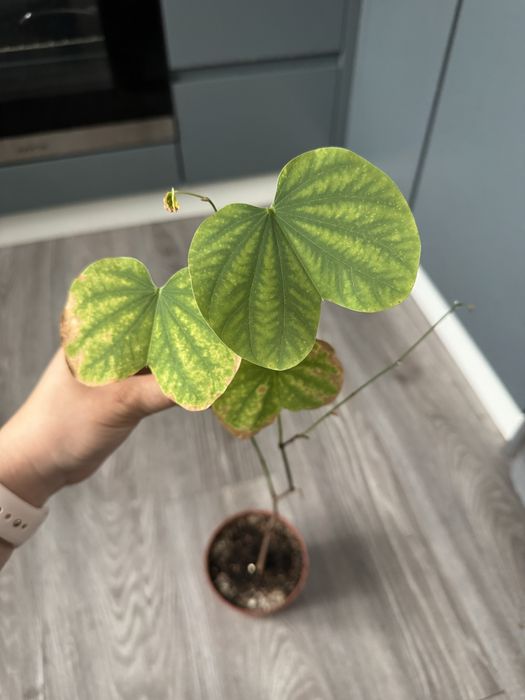 Баугінія (Орхідейне дерево) — рідкісна кімнатна екзотика