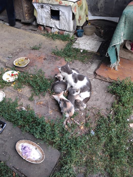 Безкоштовна допомога тваринкам