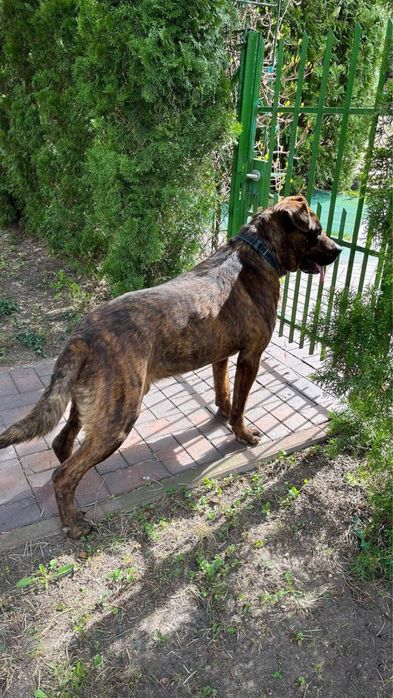 pies do adopcji za darmo