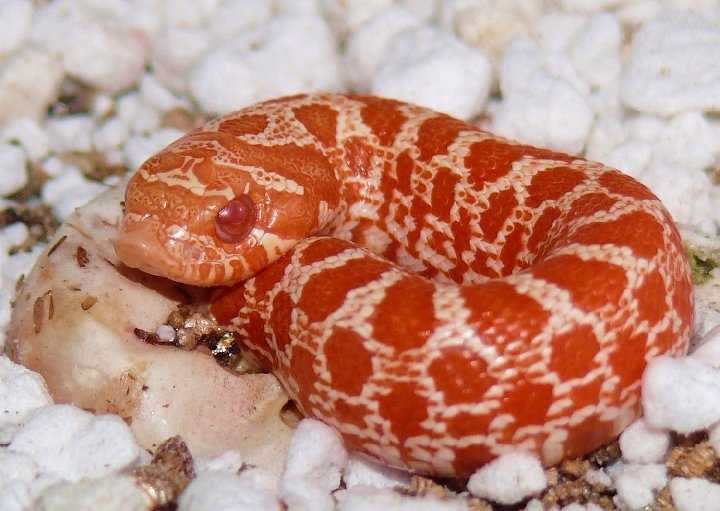 Heterodon Zachodni Red Extreme Albino samiec