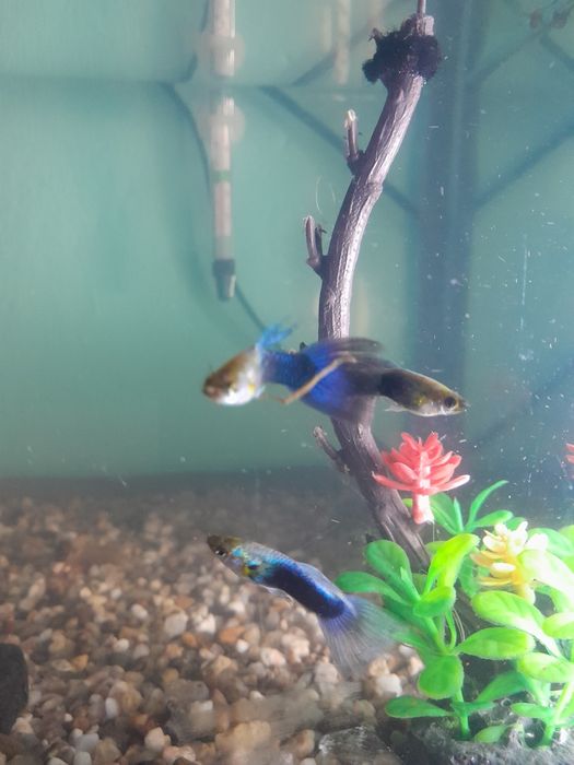 GUPPY  MOSCOW Blue