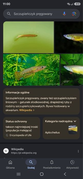 Sczupieńczyk pręgowany inaczej zwany liniowym