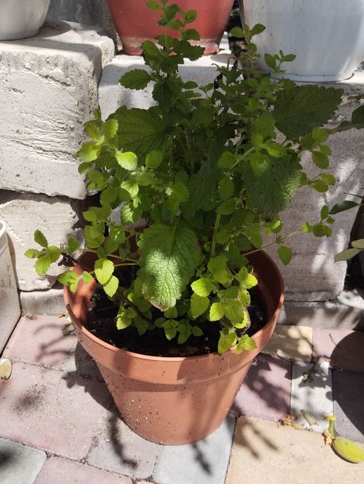 Меліса лимонна у горщику