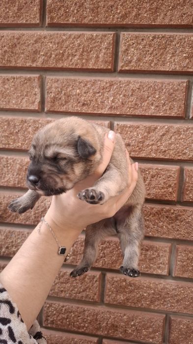 Щенки Испанский Алано.Канадский дог. Метис