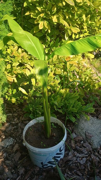 Sadzonka bananowiec