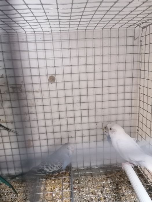 Piriquitos ingleses normais canarios.