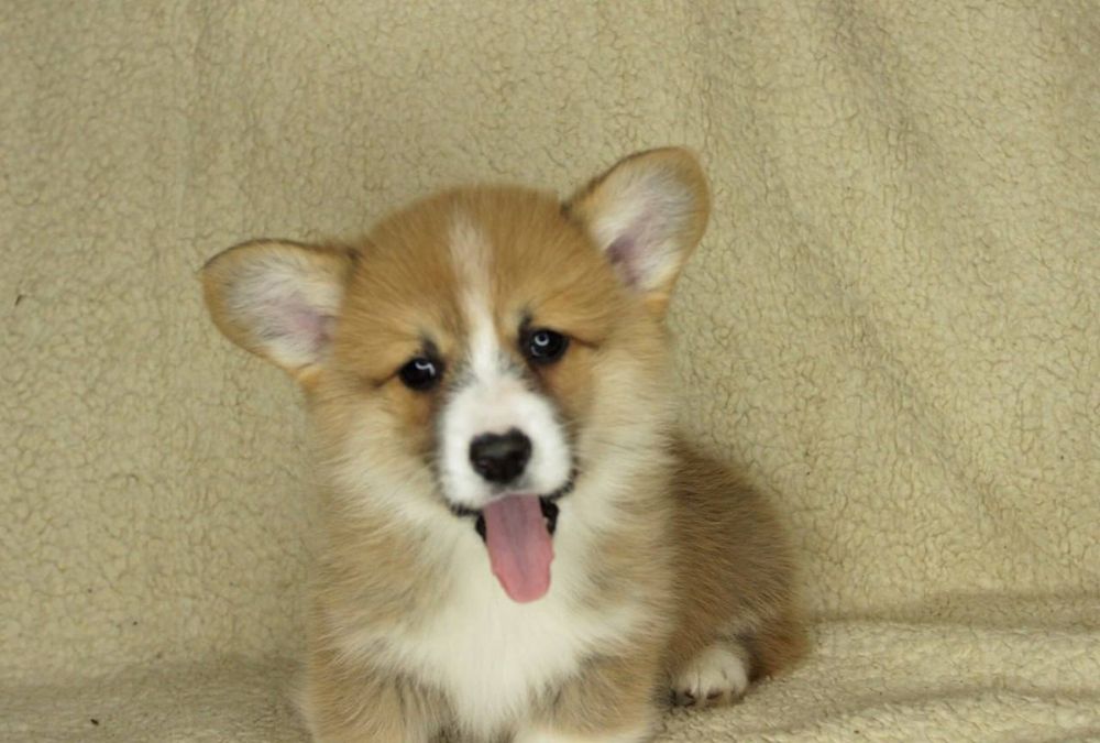 Вельш Корги Пемброк Девочка