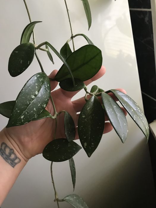 Продам хойу карнозу