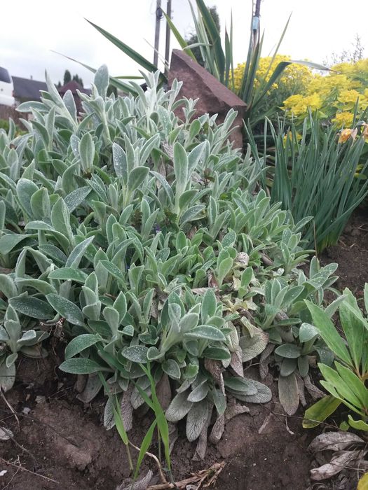 Райграс бульбоносний декоративні злаки міскантус