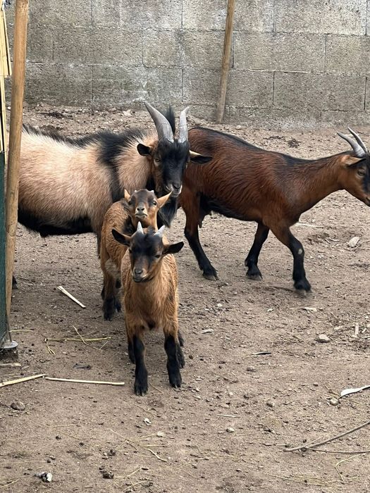 Cabras  Anãs criadas em liberdade