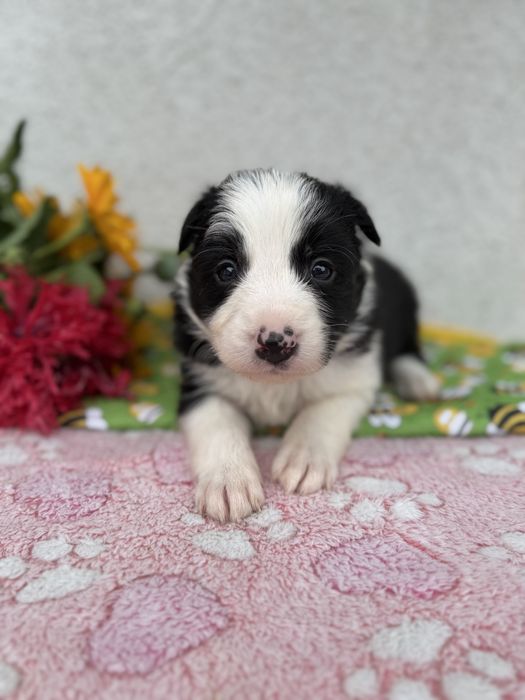 Piesek Border Collie