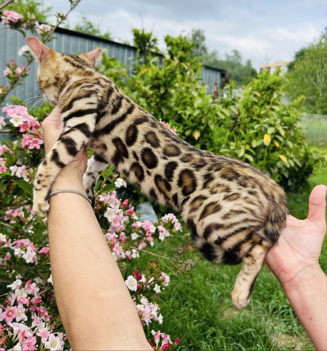 Piękna kotka Bengal z prawami hodowlanymi