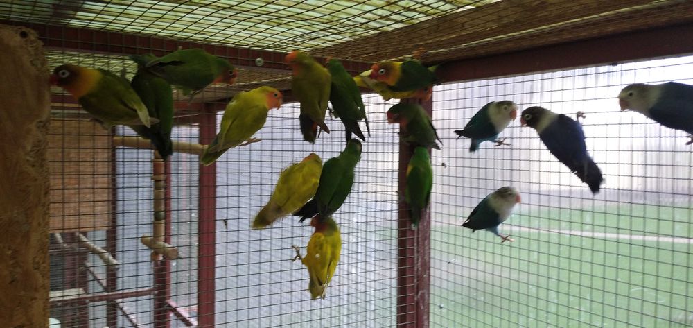 nierozłączki pary i młode