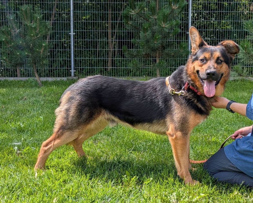 Tomsen wielkouchy psiak do adopcji