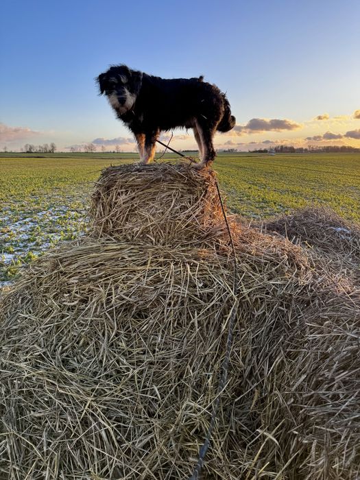 Oddam - zamienię, Rambo.