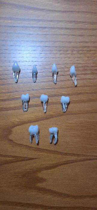 Modelos dentários para prática ENDODONTIA